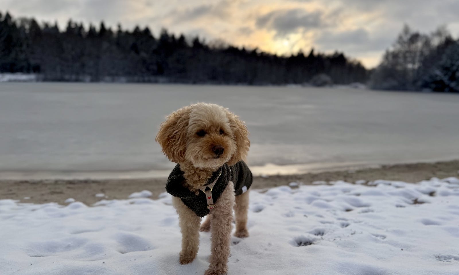 Goldendoodle vor dem Sonnenuntergang im Schnee