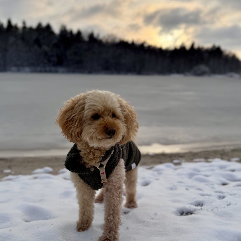Privater Badesee vom Forsthaus Gedöns in Ostfriesland
