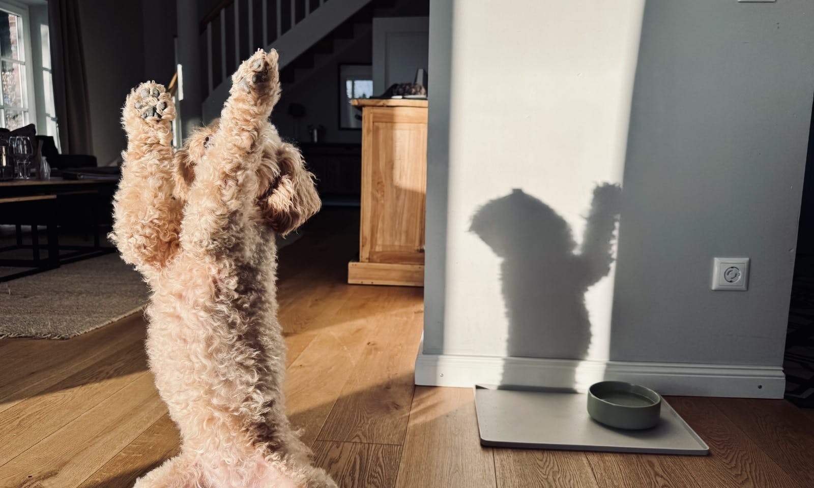 Pudel macht einen Hundetrick