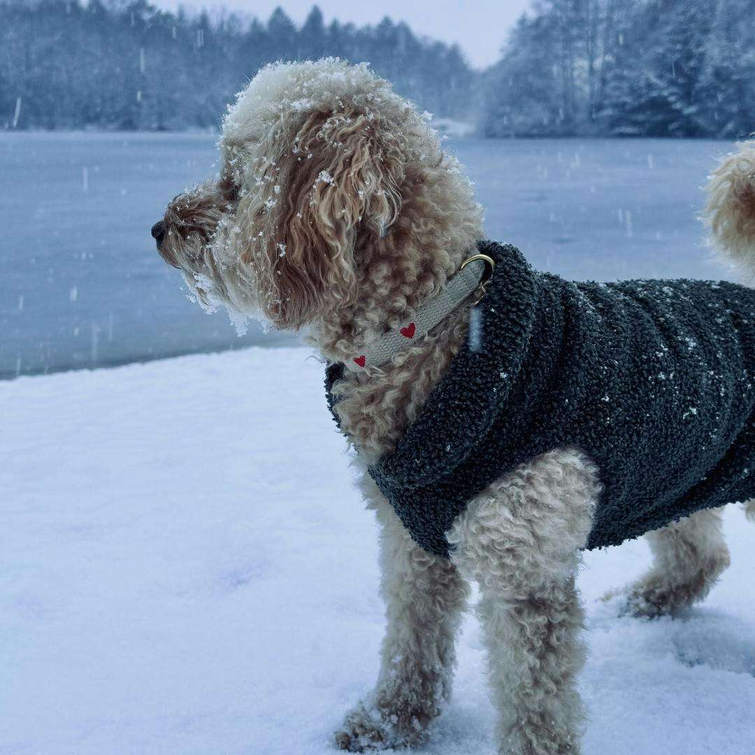 Pudel trägt Herzchenhalsband von Fräulein Lotti