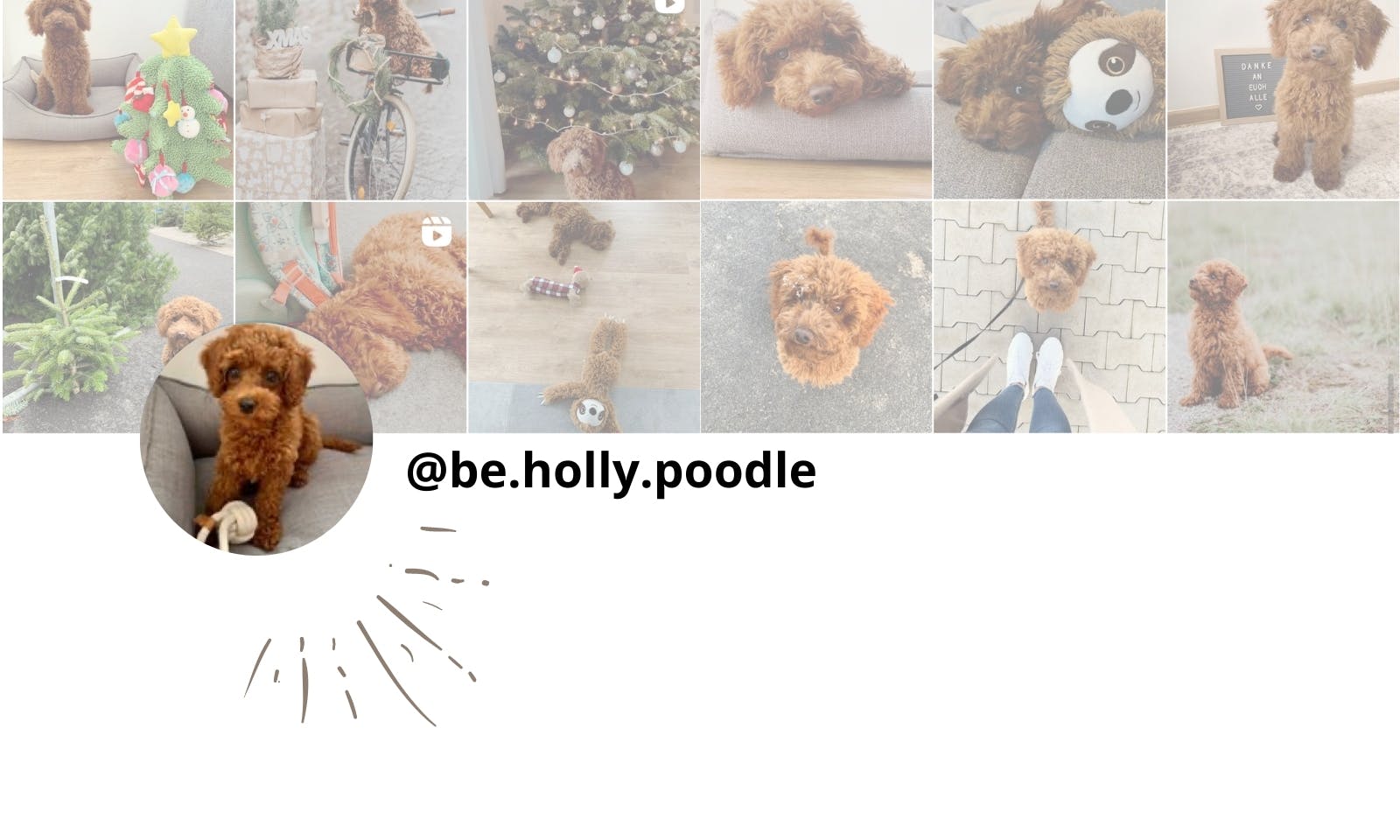 Petfluencer Holly Instagram