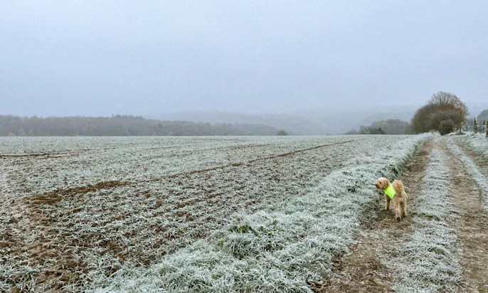 Fleece Hundemantel für Pudel in Neongelb