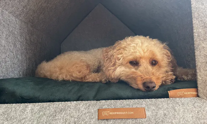 Nachhaltige Hundekörbchen und Indoor Hundehütten von Rexproduct für Pudel