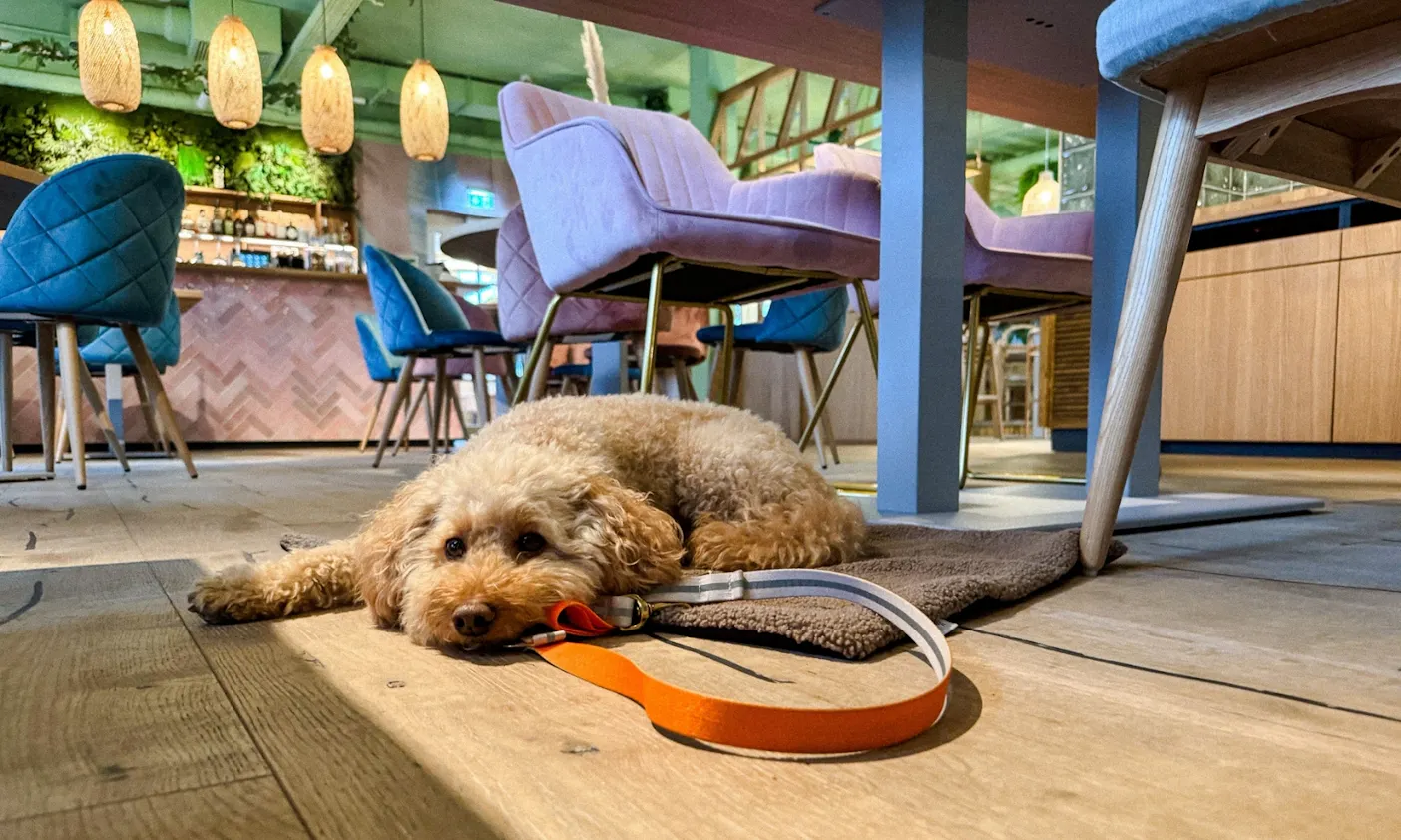 Hundefreundliches Restaurant in Büsum: Restaurant The Cove