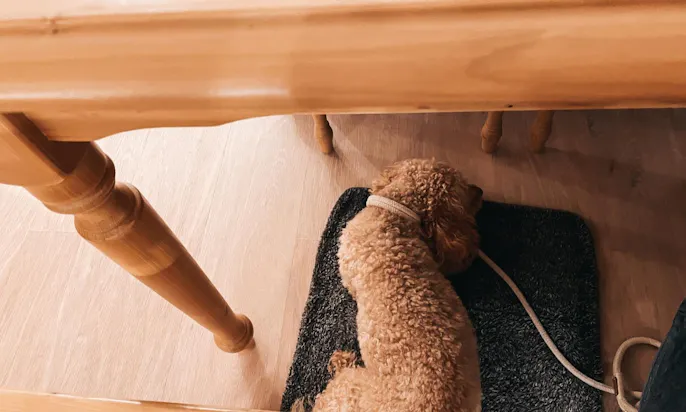 Hund auf mooizo Hundedecke im Café