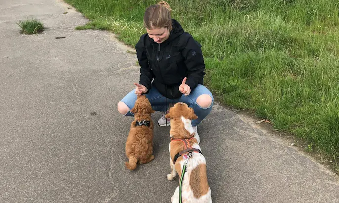Hundegeschirr im Vergleich