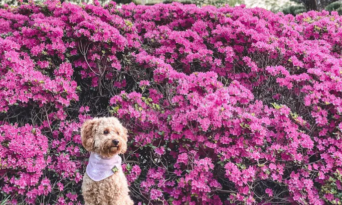 Japanischer Garten mit Hund