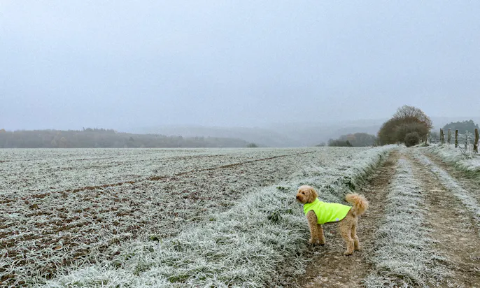Bergischer Weg mit Hund