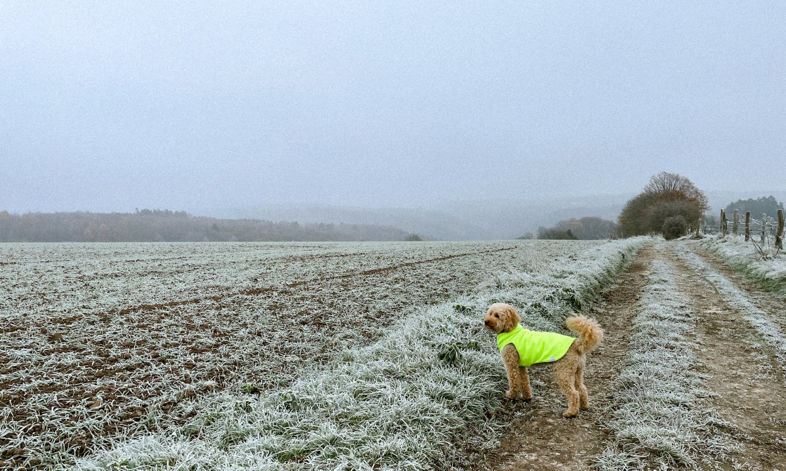 Bergischer Weg mit Hund