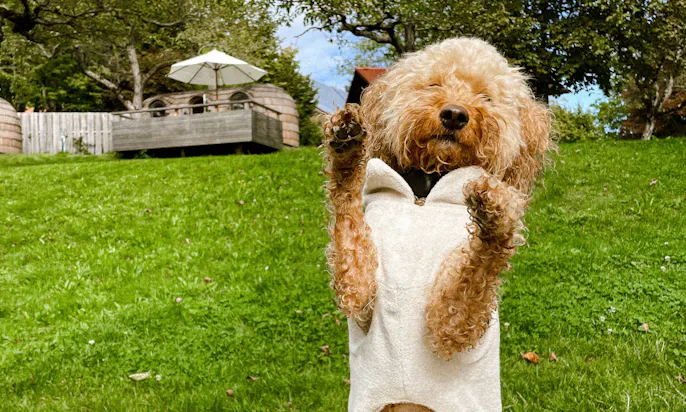 Mini Goldendoodle nach dem Baden im Hundebademantel Cosy Shirt von Goldhund aus Düsseldorf