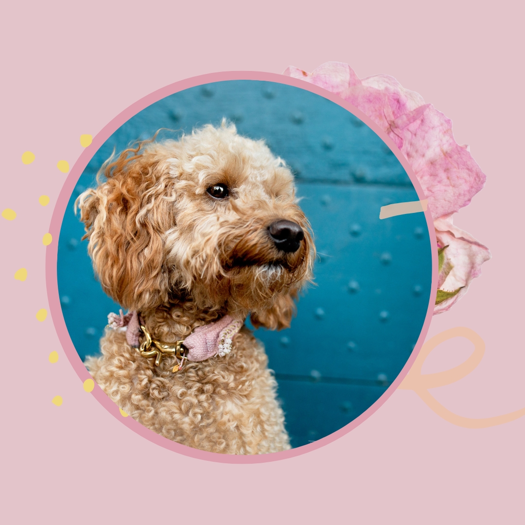 Hundeblog über Must-Haves