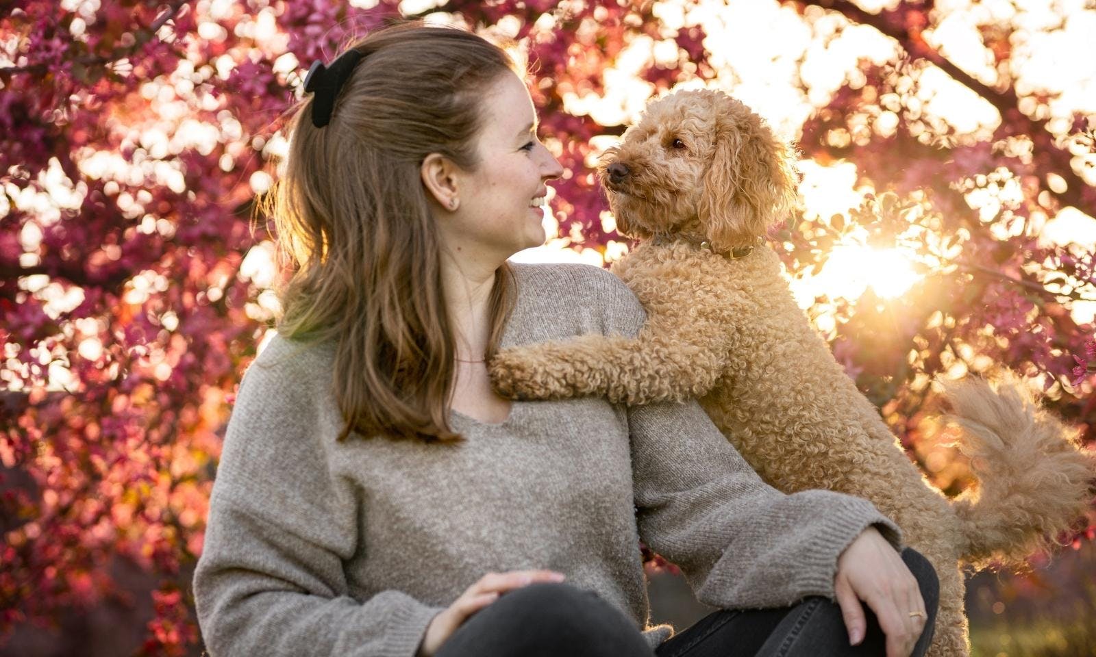 Mini Goldendoodle macht niedlichen Hundetrick Selfie im Sonnenuntergang