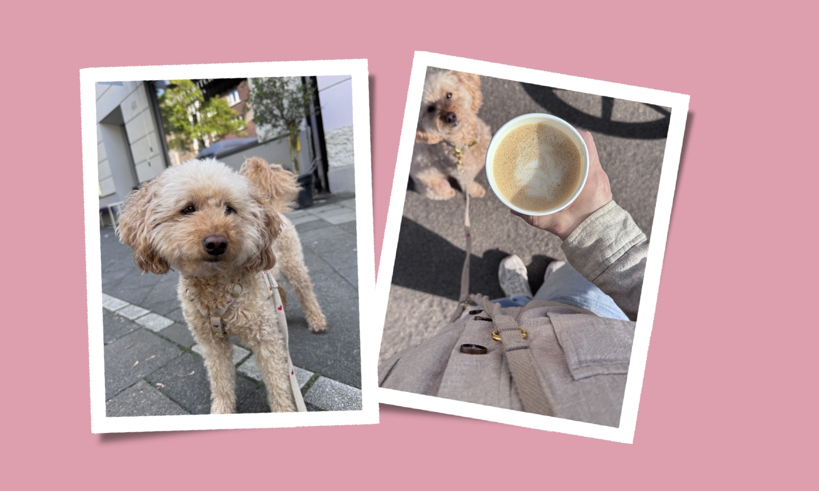 Hund mit Herzchengeschirr