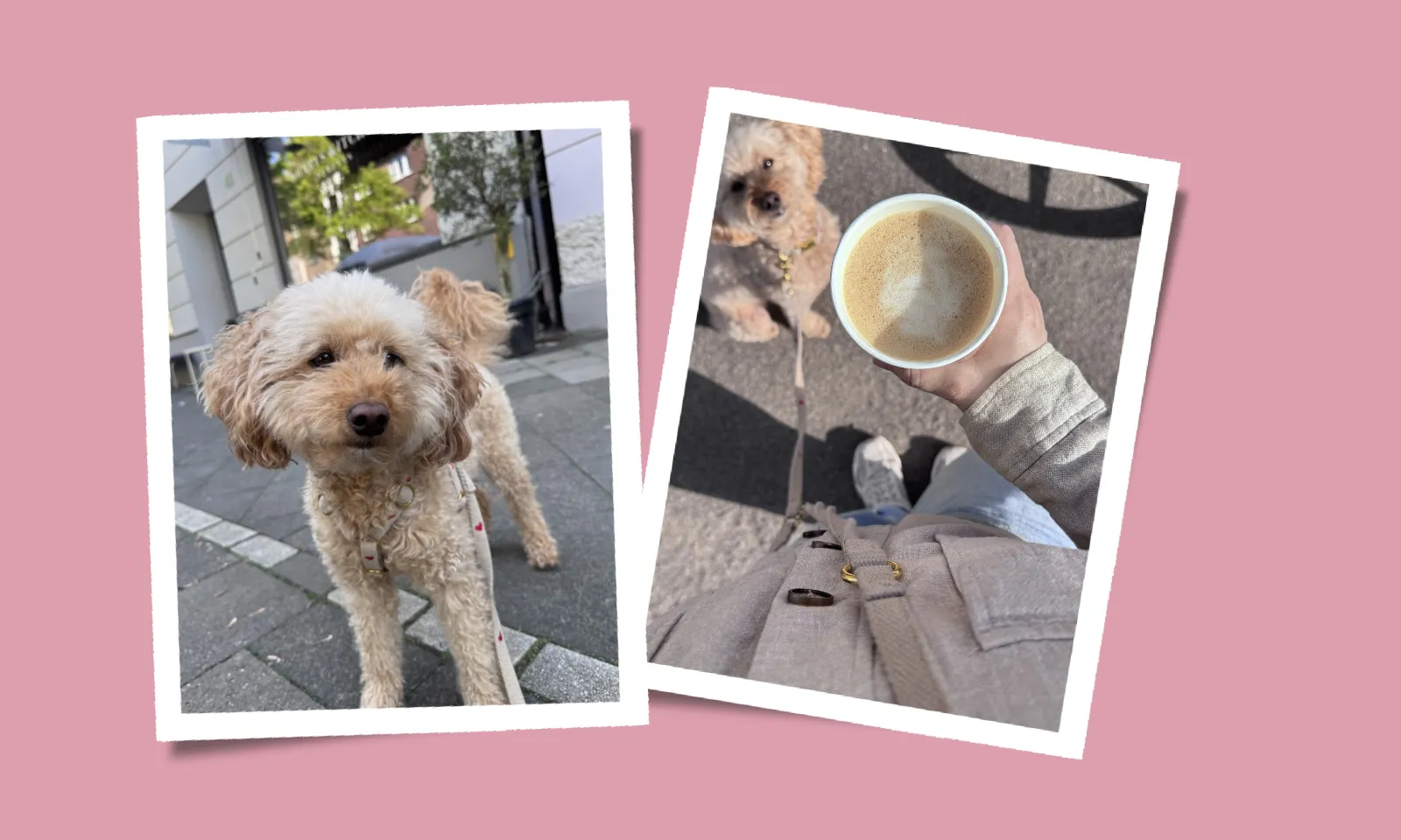 Hund mit Herzchengeschirr