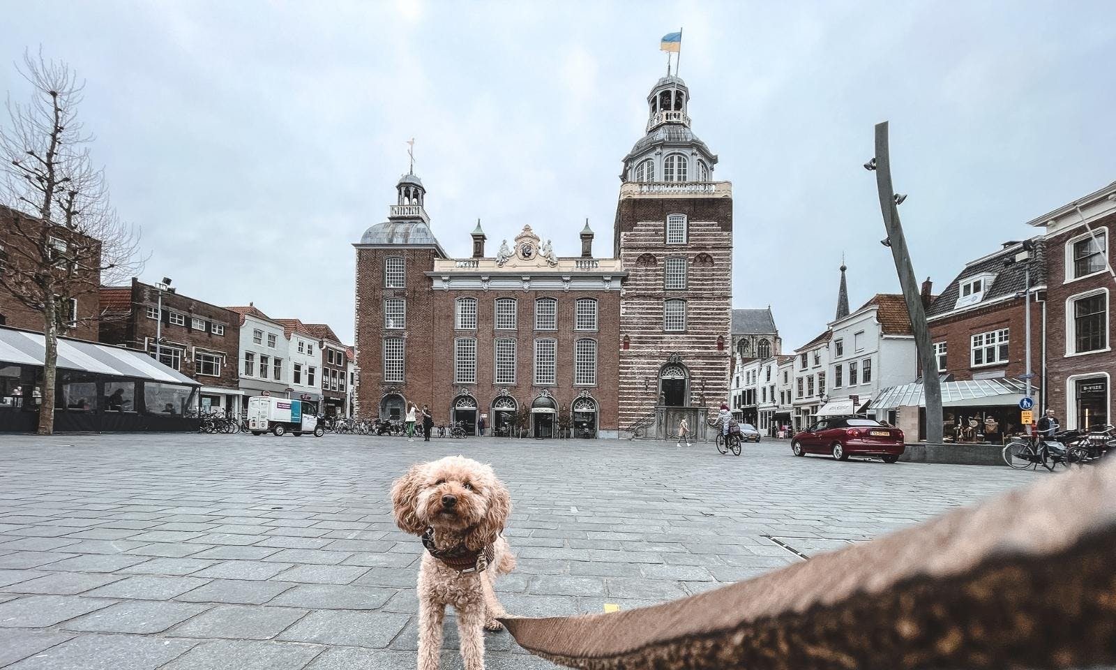 Hunde in der niederlÃ¤ndischen Stadt Goes in Zeeland in den Niederlanden