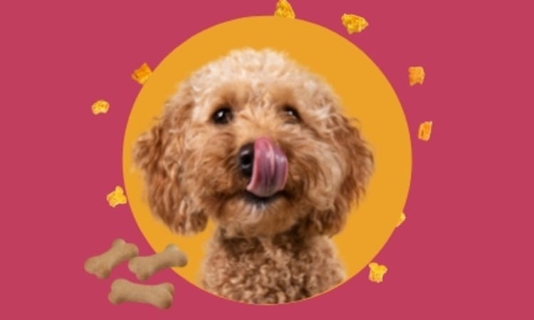 Rezepte für Hundekekse und Hundetorten