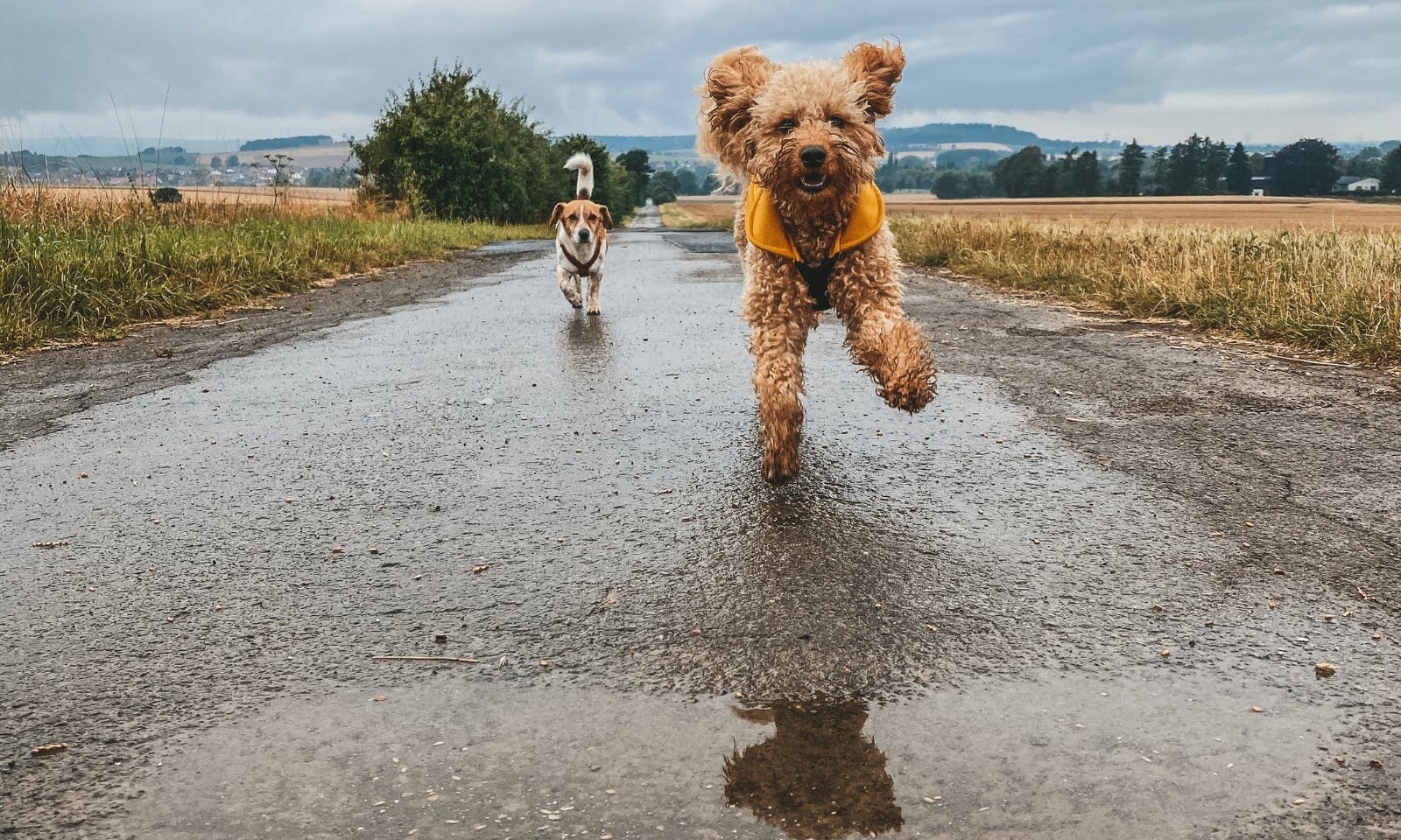 Regenmantel für kleine Hunde