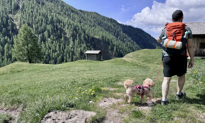 Mann wandert mit Goldendoodle im Astener Moos im Sommer