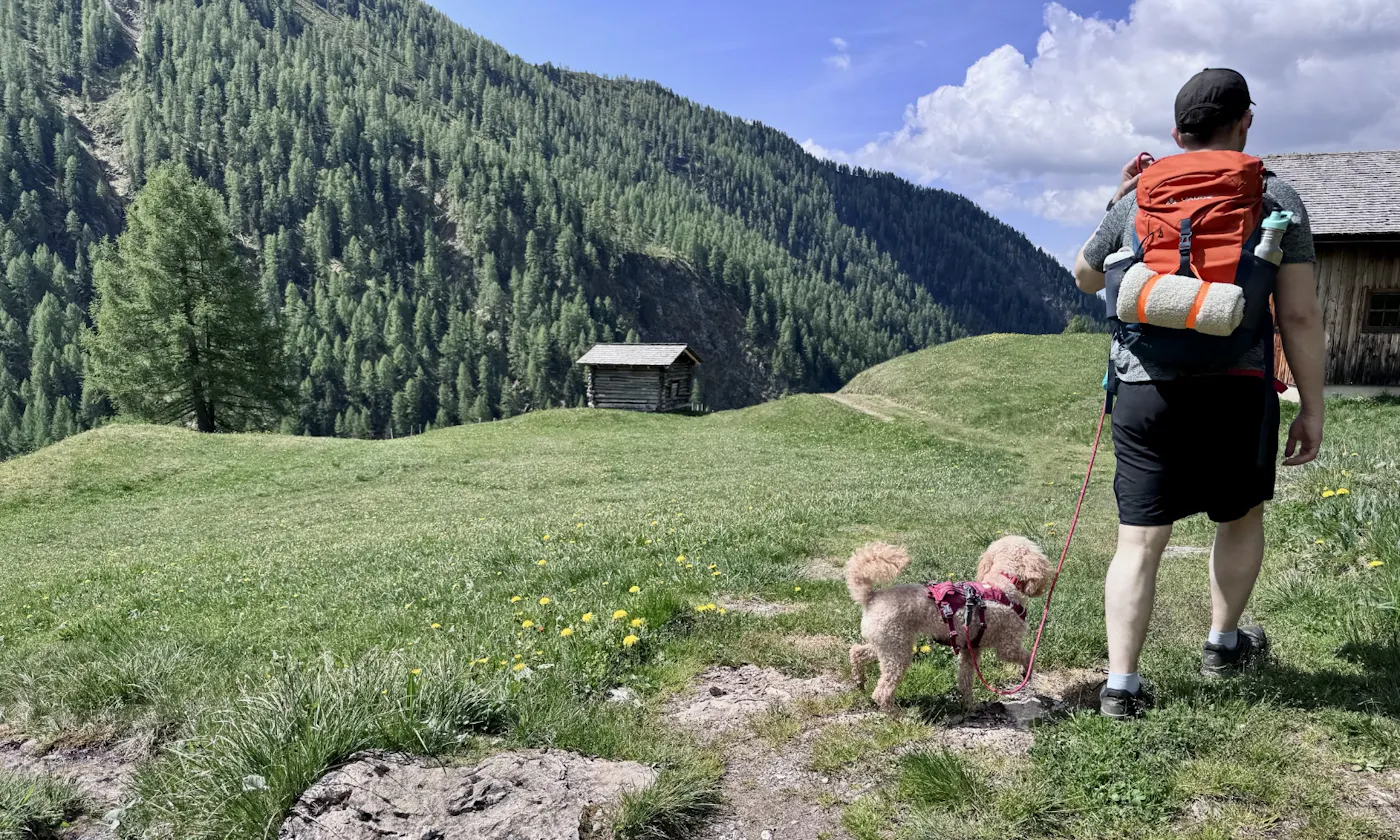 Mann wandert mit Goldendoodle im Astener Moos im Sommer