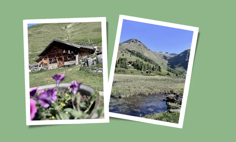 Collage mit Bildern vom Astener Moos