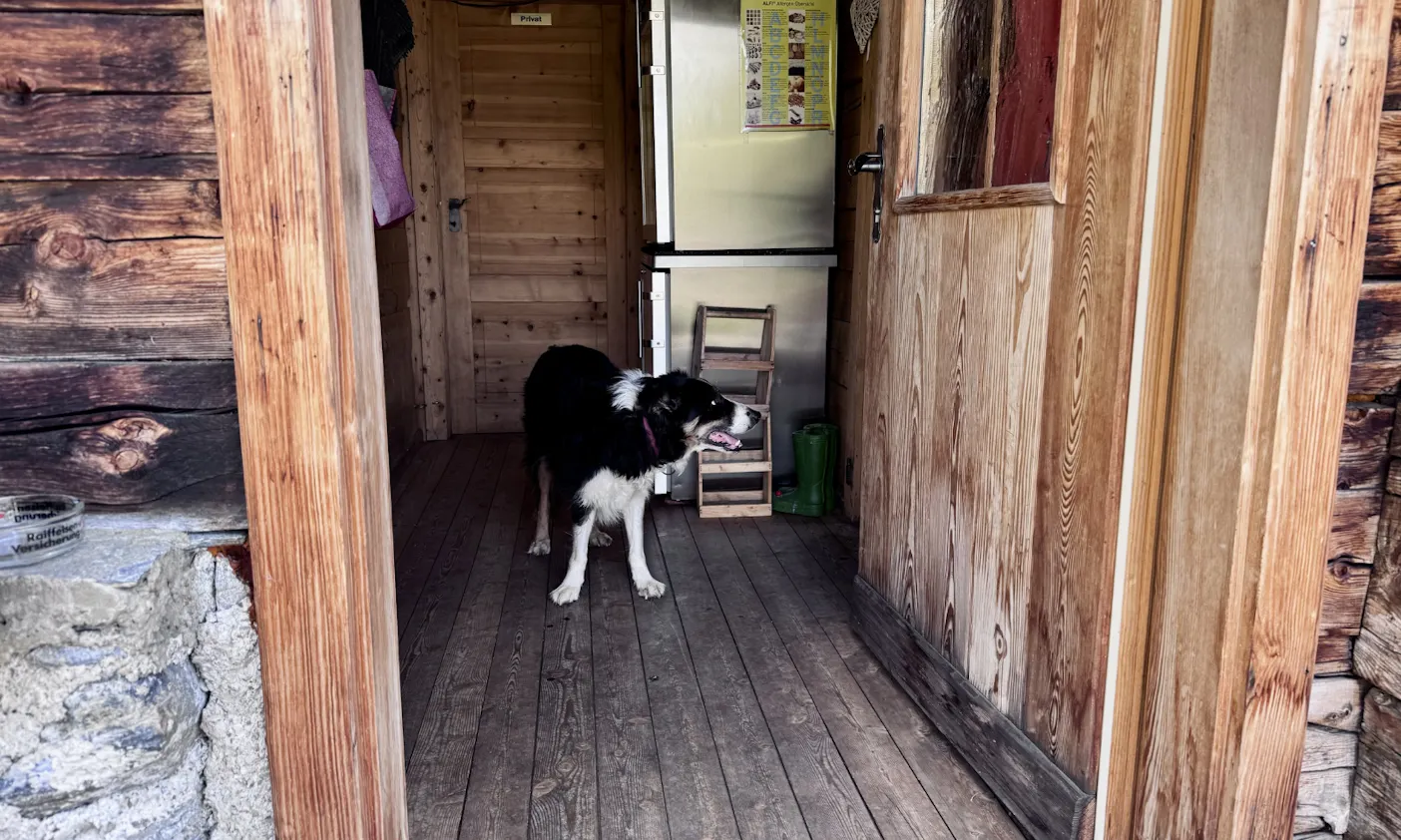 Border Collie in der Kröllalm