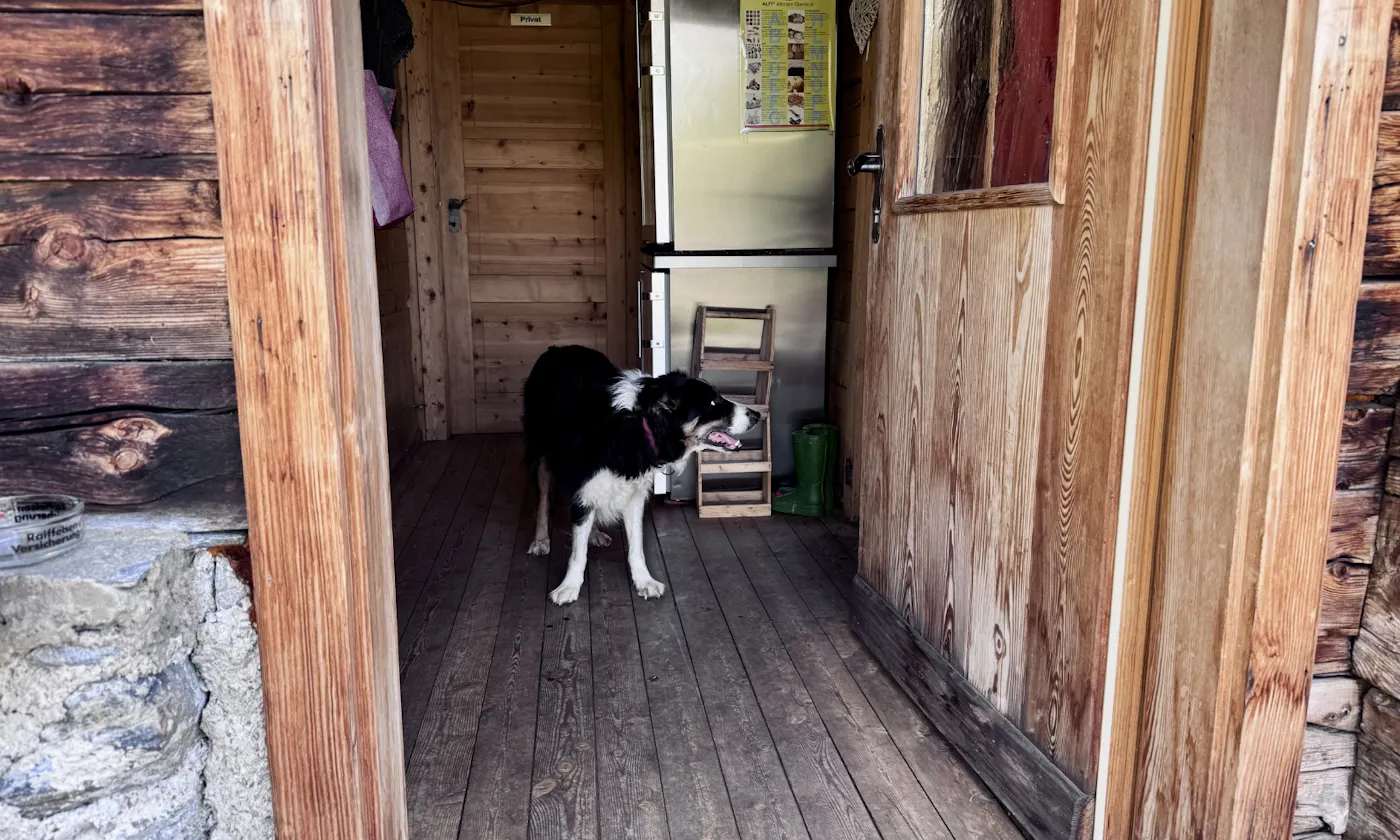 Border Collie in der Kröllalm