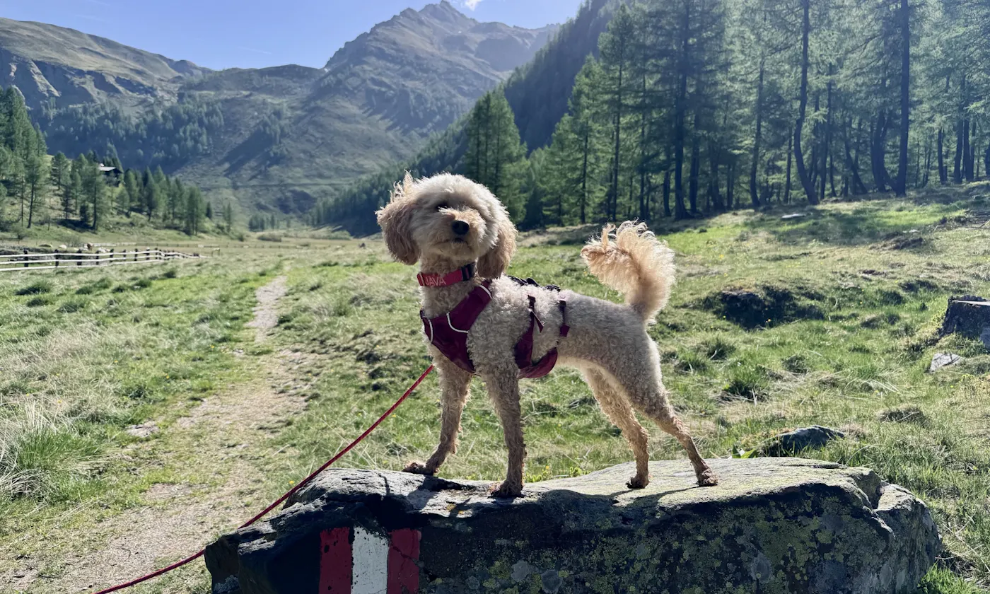 Goldendoodle auf einem Stein im Astener Moos
