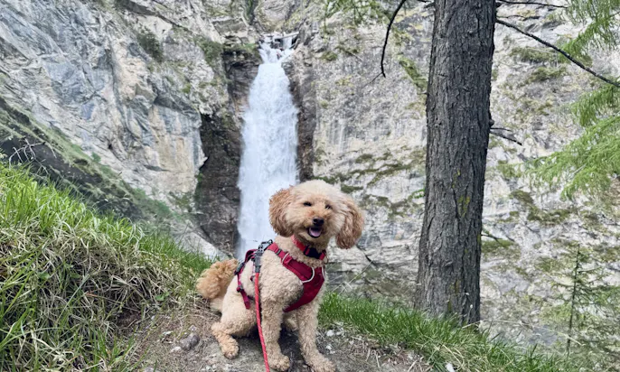 Hund sitzt vor dem Gößnitz-Wasserfall