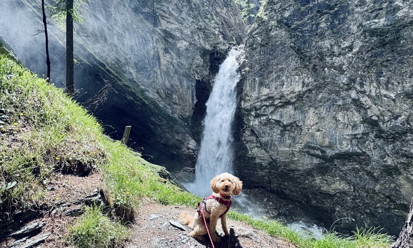Goldendoodle Java sitzt vor dem Gößnitz-Wasserfall bei Heiligenblut
