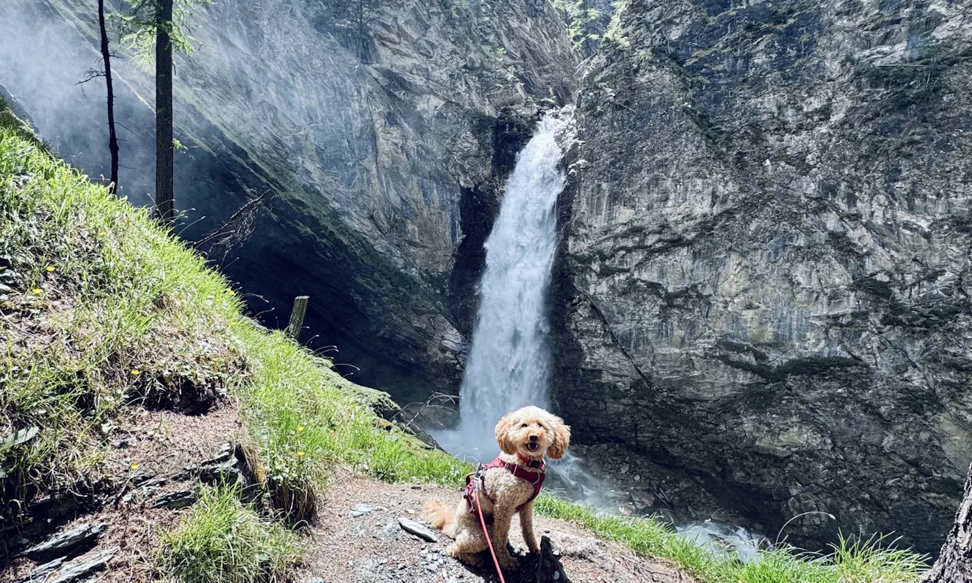 Goldendoodle Java sitzt vor dem Gößnitz-Wasserfall bei Heiligenblut