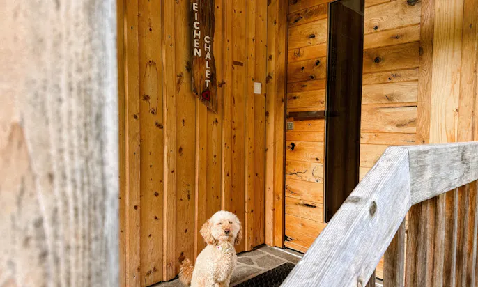 Goldendoodle sitzt vor der Eingangstür im Chalet Waldhäusl in Heiligenblut