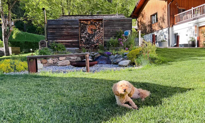 Goldendoodle im Garten