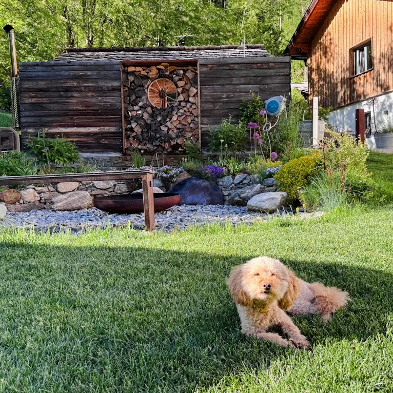 Goldendoodle im Garten