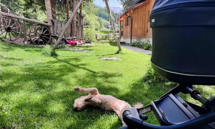 Hund tobt auf dem Rasen