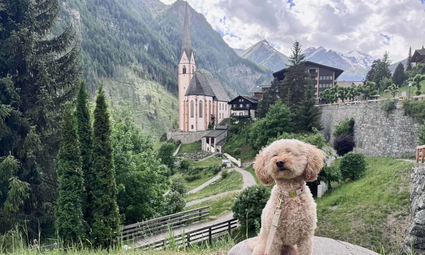 Hund sitzt vor der Kirche in Heiligenblut