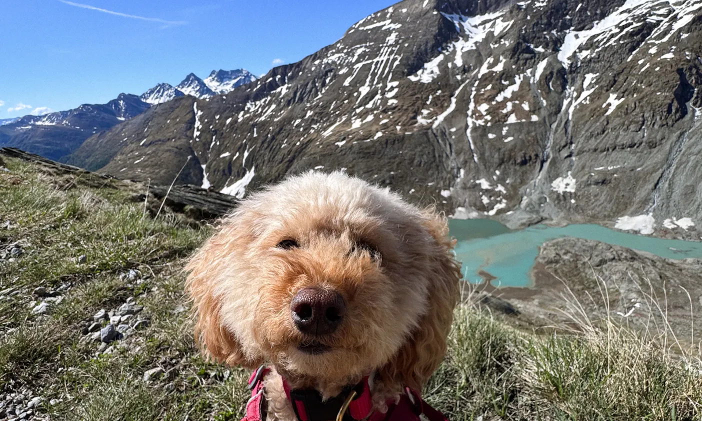 Goldendoodle vor dem Großglockner