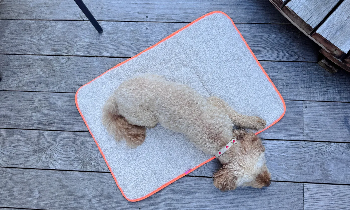 Goldendoodle auf der Mooizo Decke