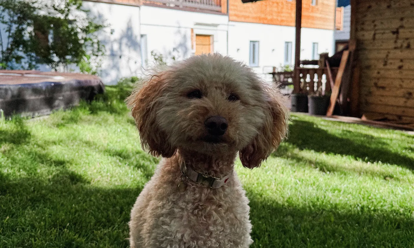 Hund im Chalet WaldHäusl