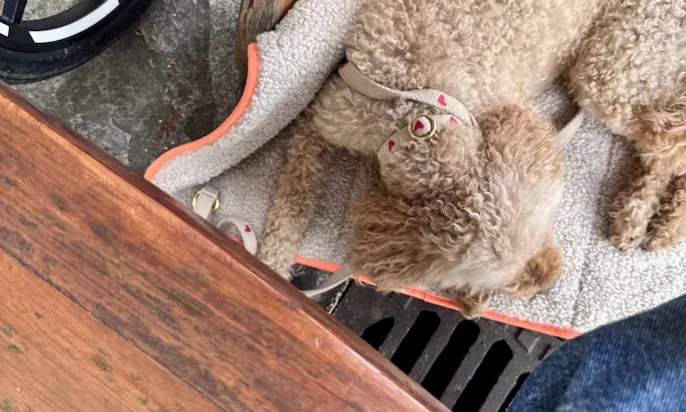 Hund auf seiner MooiZo Decke