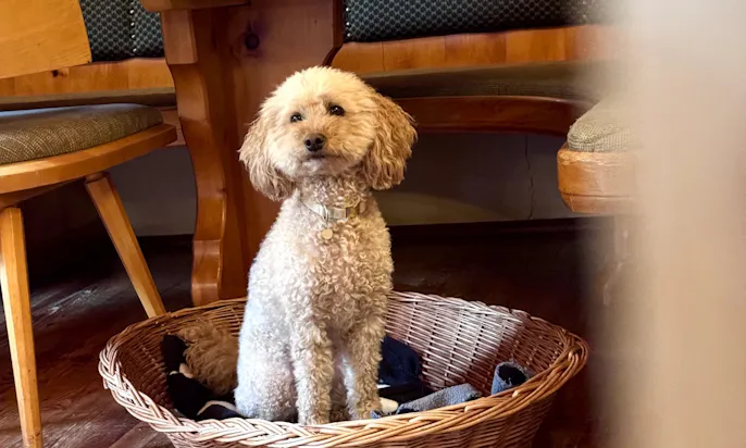 Hund im Restaurant