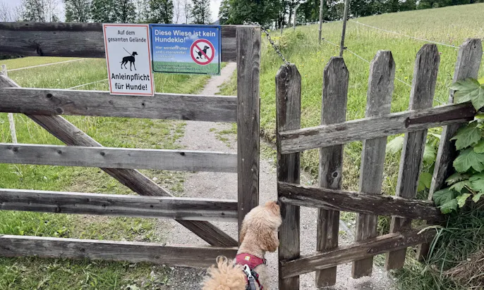 Kuhbegegnungen