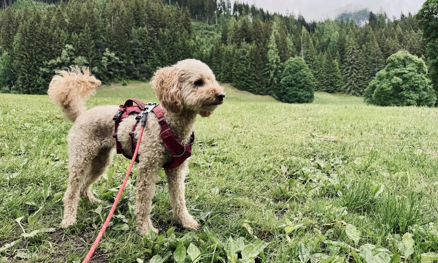 Hund mit Wandergeschirr