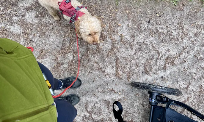 Wandern mit Hund im Ramsau am Dachstein