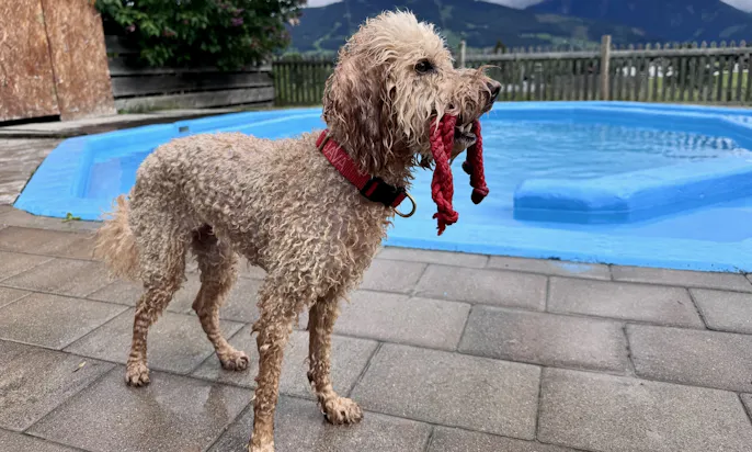 Goldendoodle vor dem Hundepool