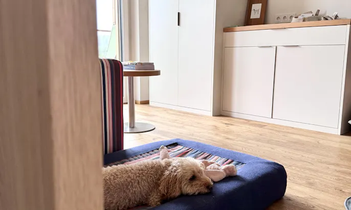 Hund auf dem Hotelzimmer