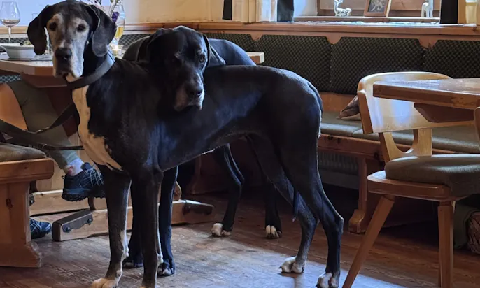 Doggen im Restaurant