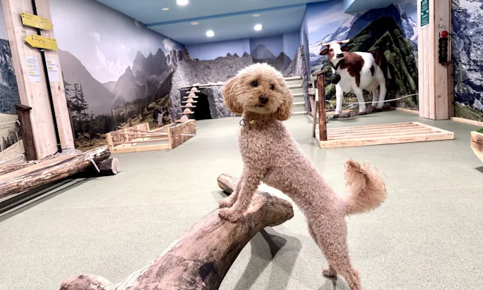 Hund im alpinen Indoor-Hundetrainingsraum Österreichs