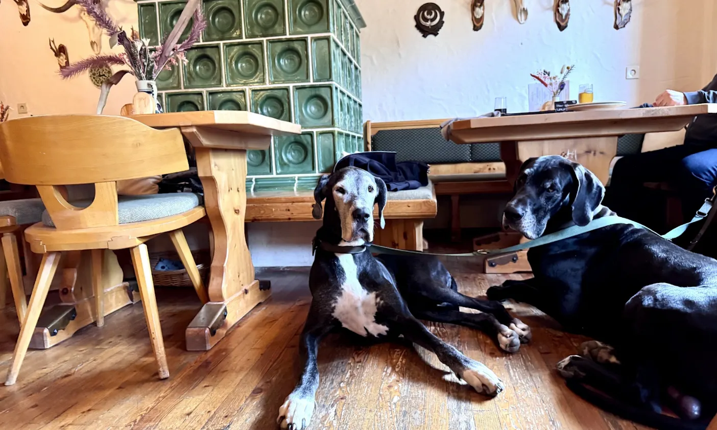 Doggen im Restautant