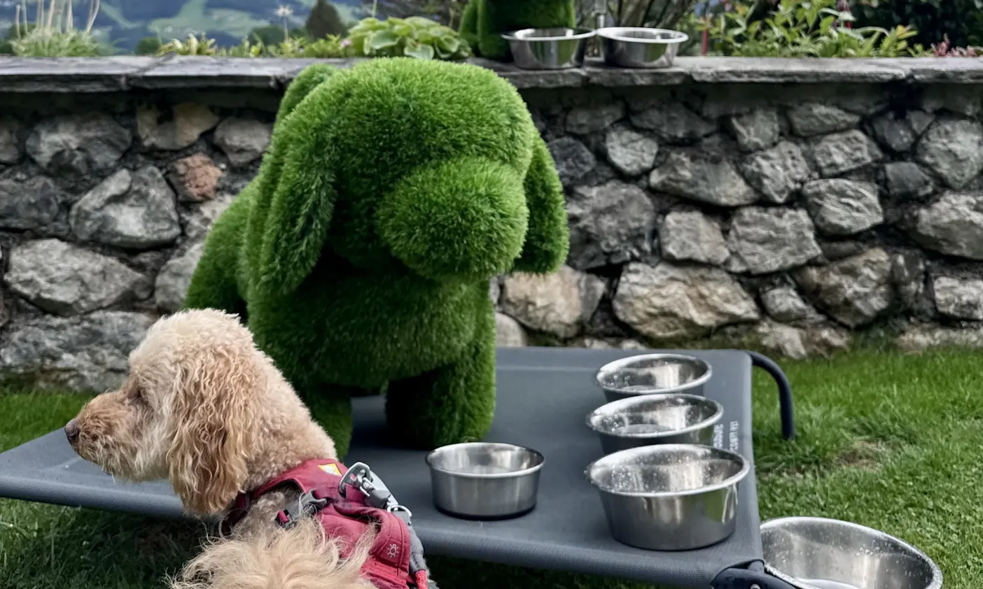 Hund im Garten des Almfrieden Hundehotels