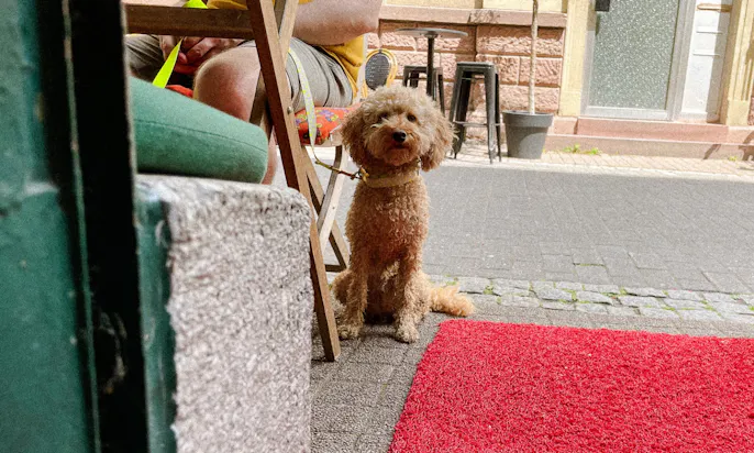 Java trägt veganes Hundeklunker Halsband von der Sommerkollektion "La vie est belle"